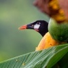 Vlhovec aztecky - Psarocolius montezuma - Montezuma Oropendola o2095